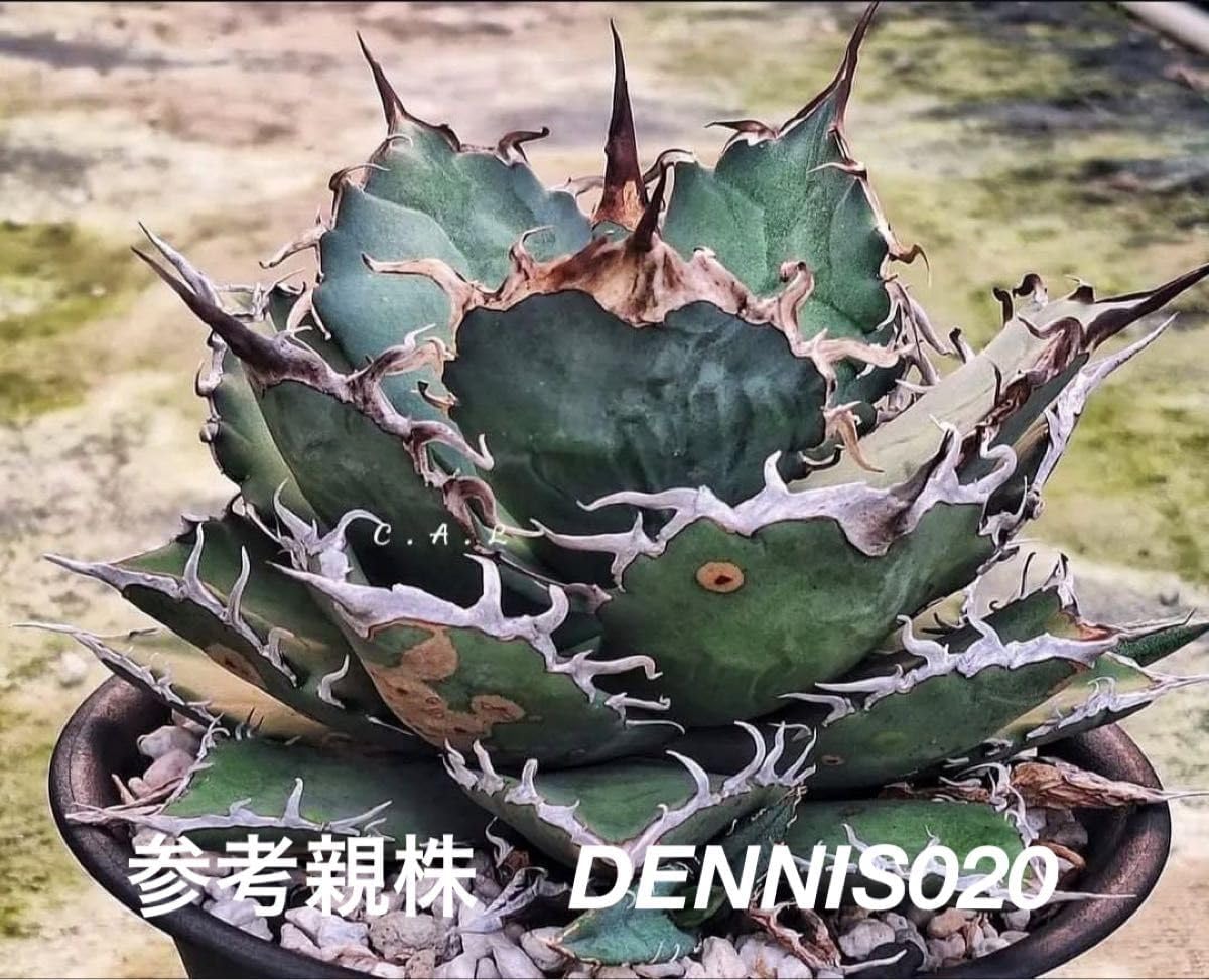 アガベ チタノタ Dennis020 デニス020 ソウイ 千鳥影 台湾輸入株 特選