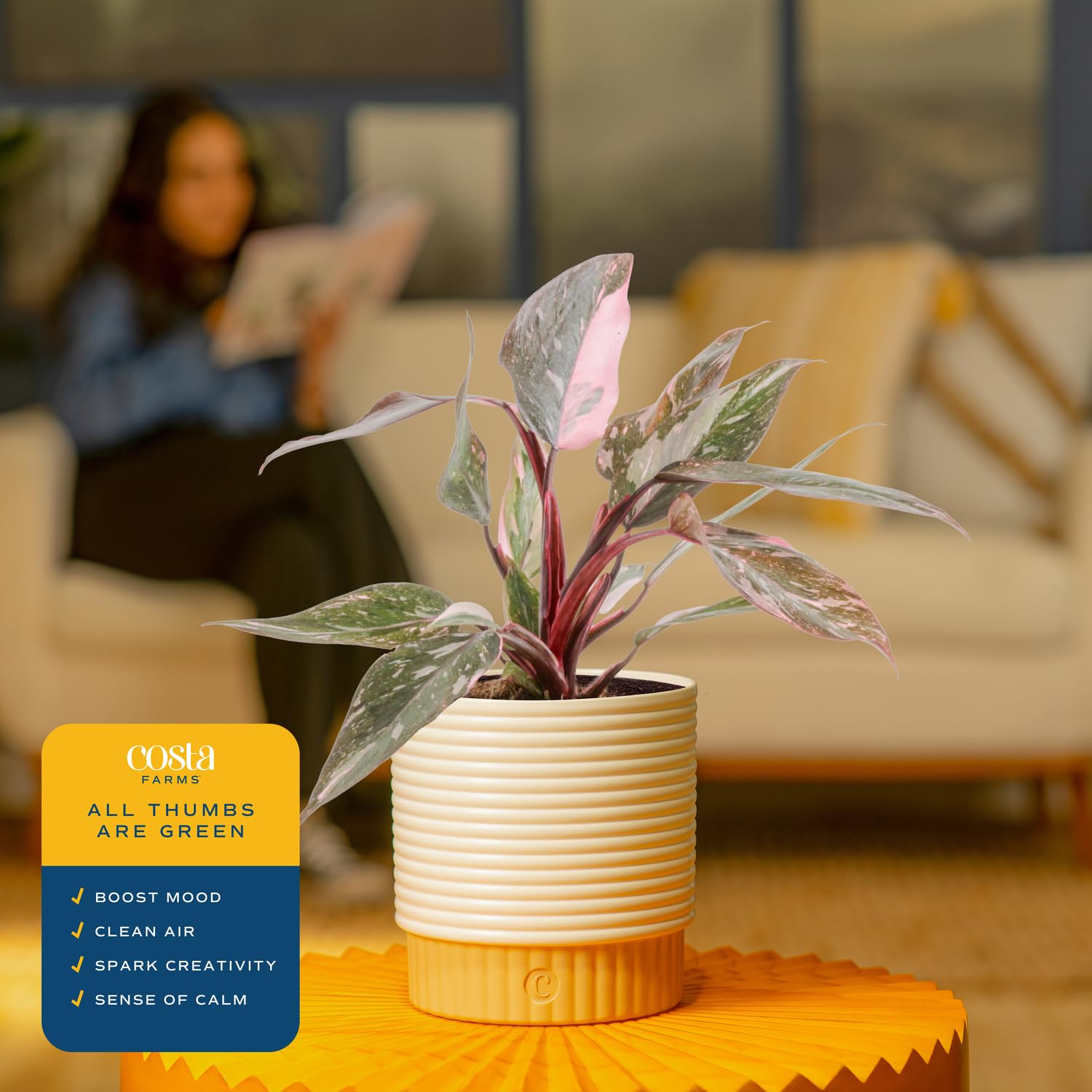 succulent plants with pots Succulent Pots, 7.9 Inch Long Rectangular Succulent Planters with Dra