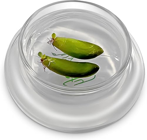 Miniatura 6 de Bloomify Terra Gel Plant Propagation Seed Starter Tray con cúpula de vidrio  Tecnología avanzada Suministros de jardinería Estación de propagación