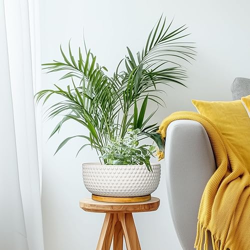 Miniatura 7 de Macetas para suculentas de 8 pulgadas, macetas de cerámica para bonsái para plantas de interior, maceta con orificio de drenaje y platillo, maceta