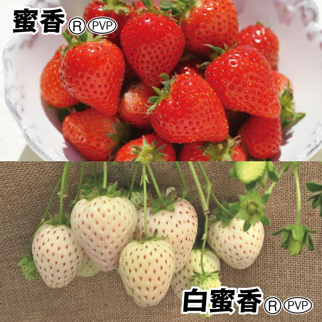 Amazon.co.jp: イチゴ苗 極甘イチゴセット 2種6株 / 国華園 25年秋商品