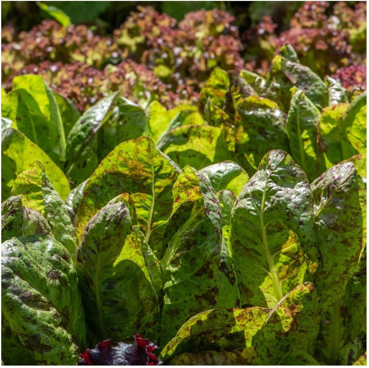 Everwilde Farms - 1/4 Lb Organic Freckles Romaine Lettuce Seeds - Gold Vault