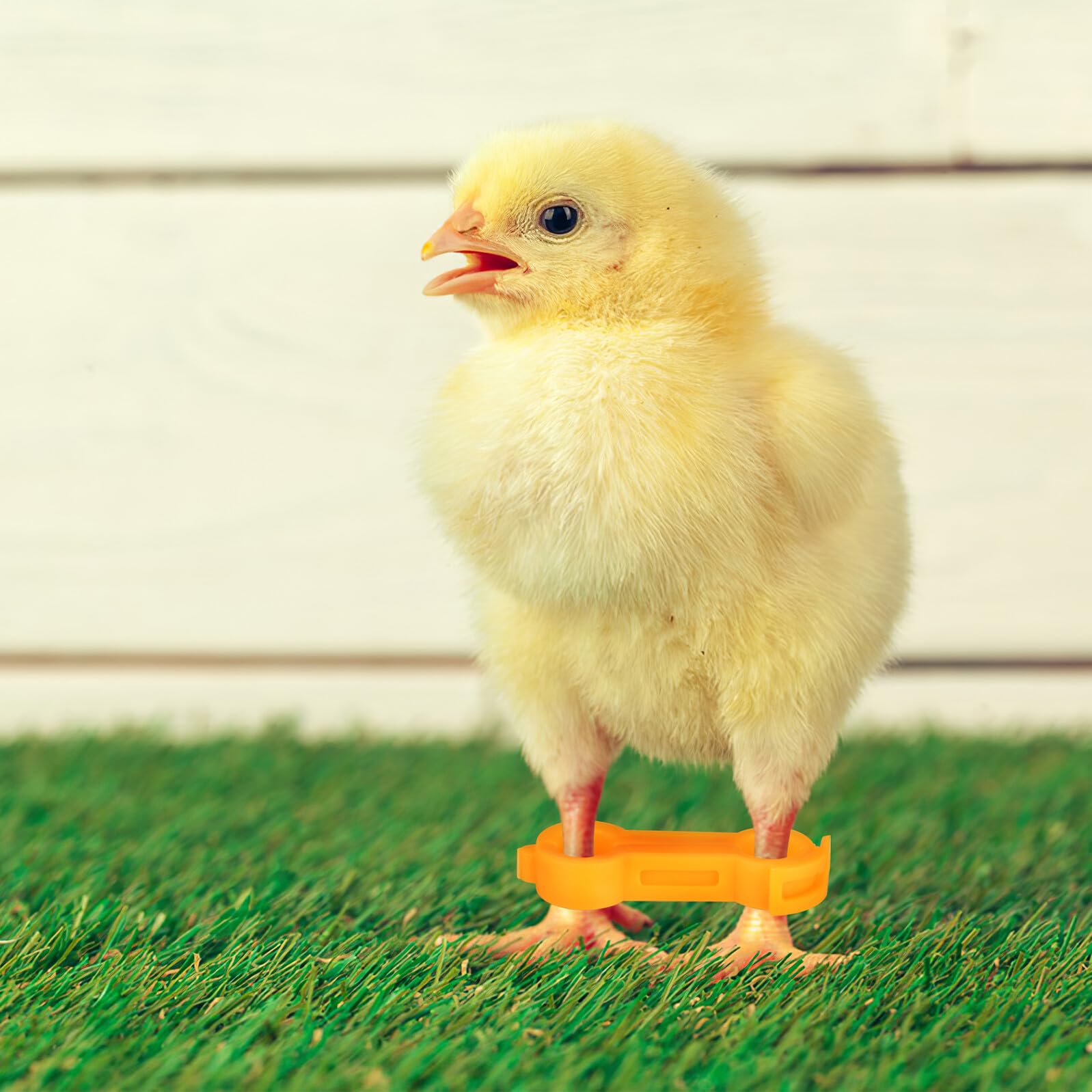 12 Piezas Corrector para Patas de Pollito de Anillos Soporte Científico para Corrección de Patas Abiertas Aves Pequeñas y Pollitos y Fácil de Limpiar