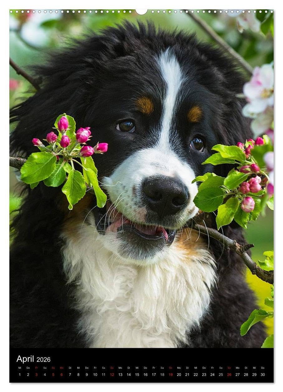 Faszination Berner Sennenhund (hochwertiger Premium Wandkalender 2026 DIN A2 hoch), Kunstdruck in Hochglanz: Auf 13 bezaubernden Fotos begleiten uns Berner Sennenhunde durch das Jahr (CALVENDO Tiere)