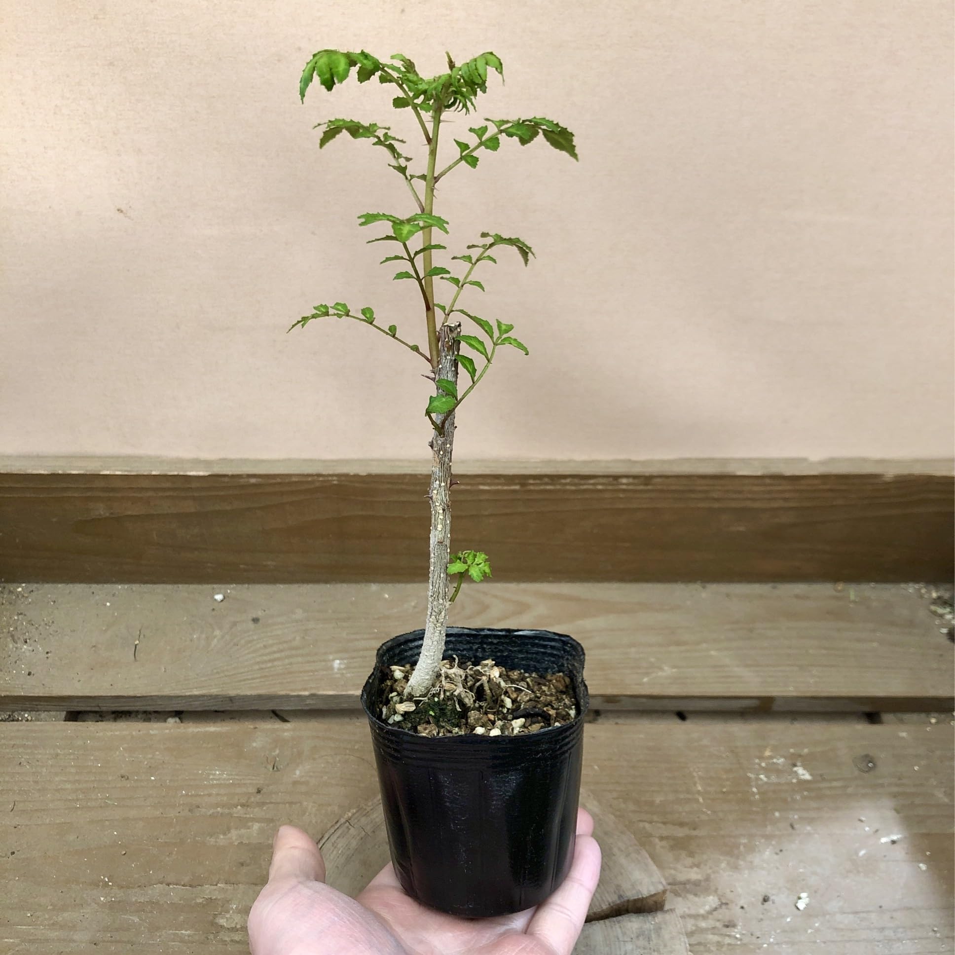 Amazon.co.jp: 苗 葉サンショウ（葉山椒） : DIY・工具・ガーデン