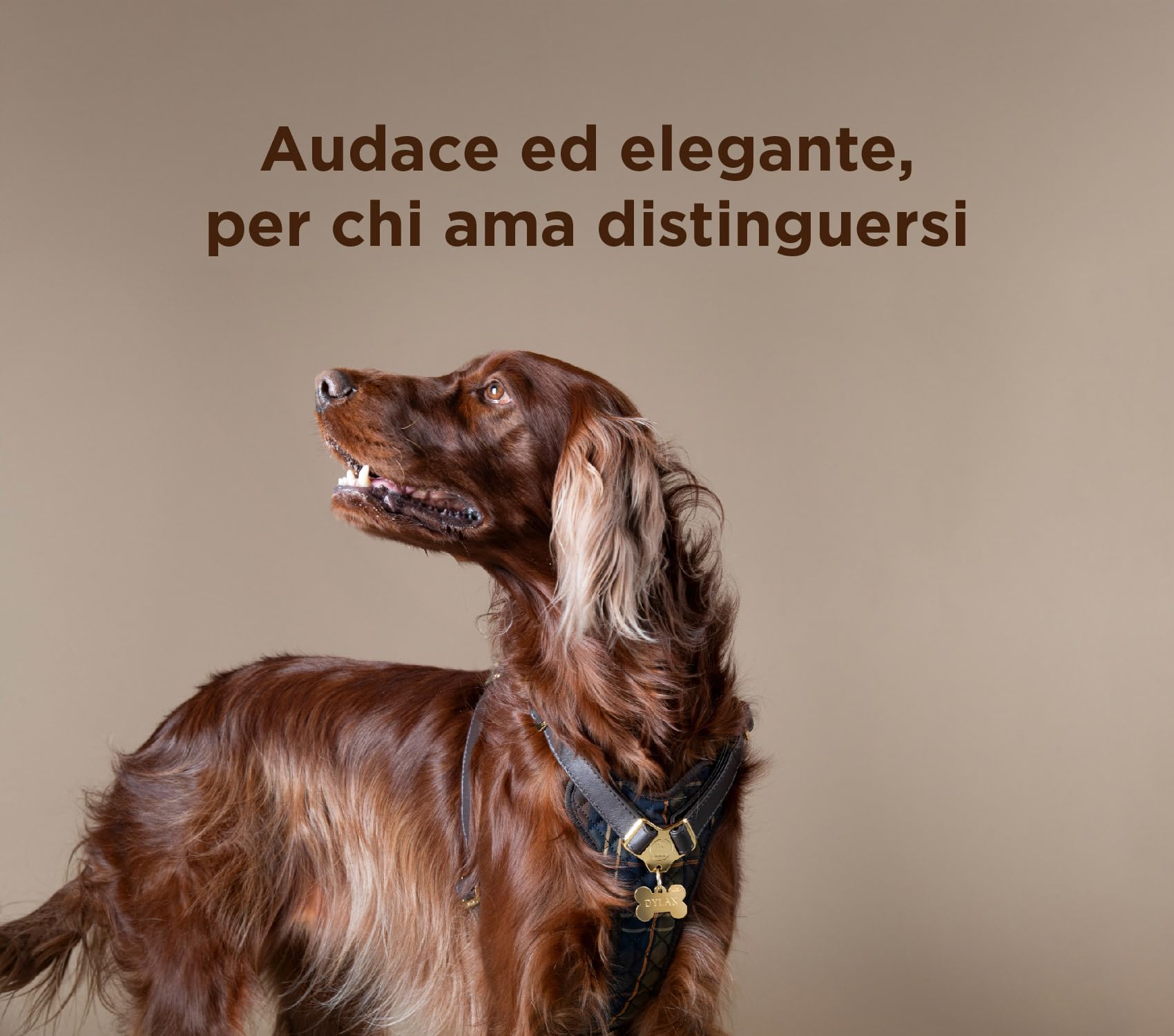 MyFamily Pettorina Cane in Vera Pelle Made in Italy, Finiture Metalliche Placcate in Oro 24K, Abbraccio ad H, Collezione Hermitage