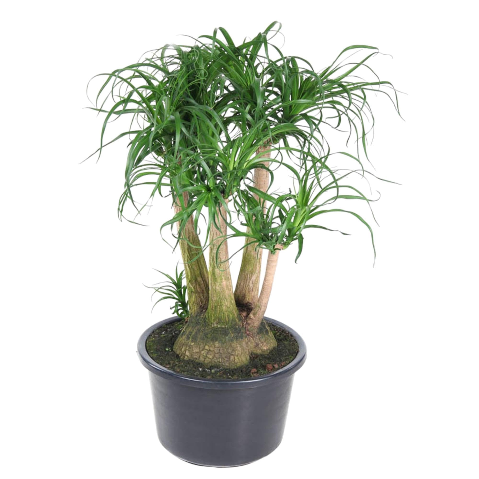Elefantenfu (Beaucarnea) mit bertopf - Hhe: 110 cm - von Botanicly :  Amazon.de: Garten