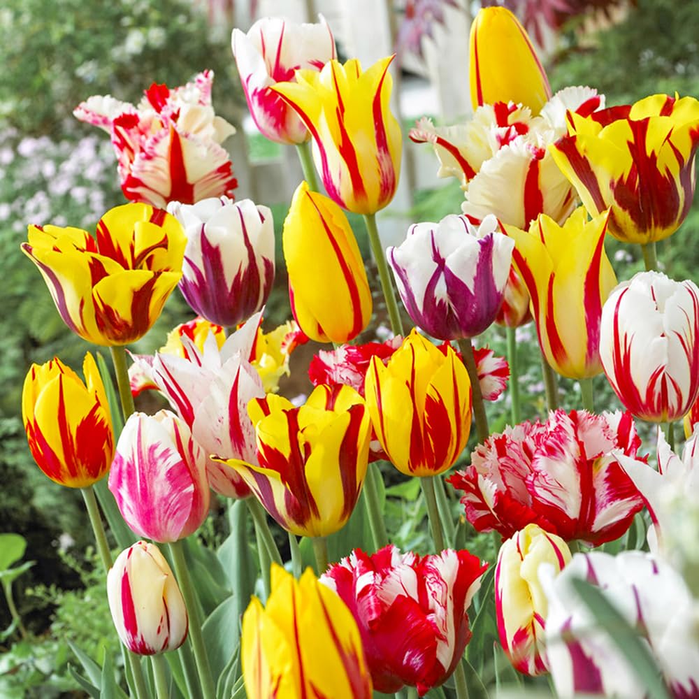 YouGarden Tulip 'Rembrandt' Mix, 30 x Bulbs, Ready for Autumn Planting for Spring Flowering