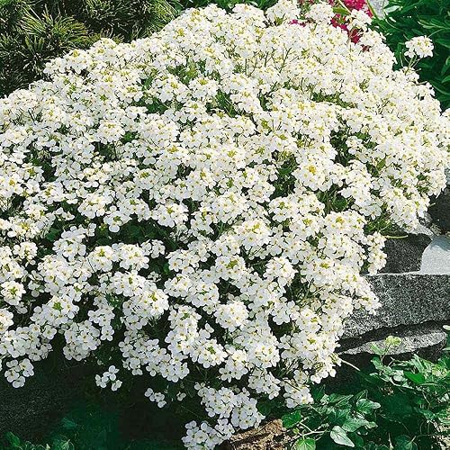 Outsidepride Semillas de plantas de trébol molerante de roca blanca perenne arábiga 100 semillas