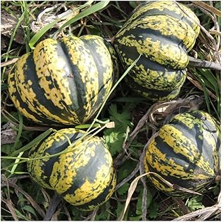 PREMIER SEEDS DIRECT Squash - Harlequin F1-15 Finest Seeds