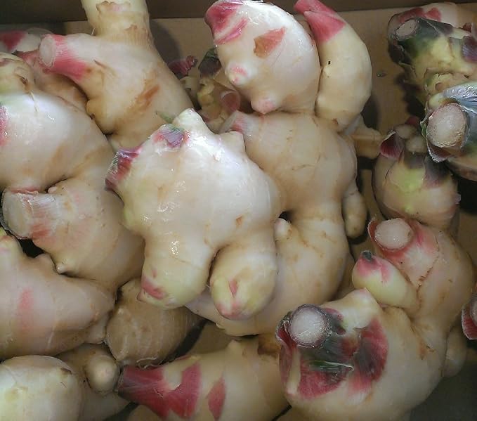 Amazon 新生姜 九州各県産 1ケース 約2kg入 Tanaka Sho Ten 生姜 通販