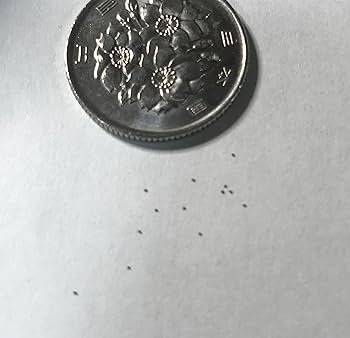 Amazon.co.jp: 多肉植物 メセン 種子 (ディンテランサス 妖玉