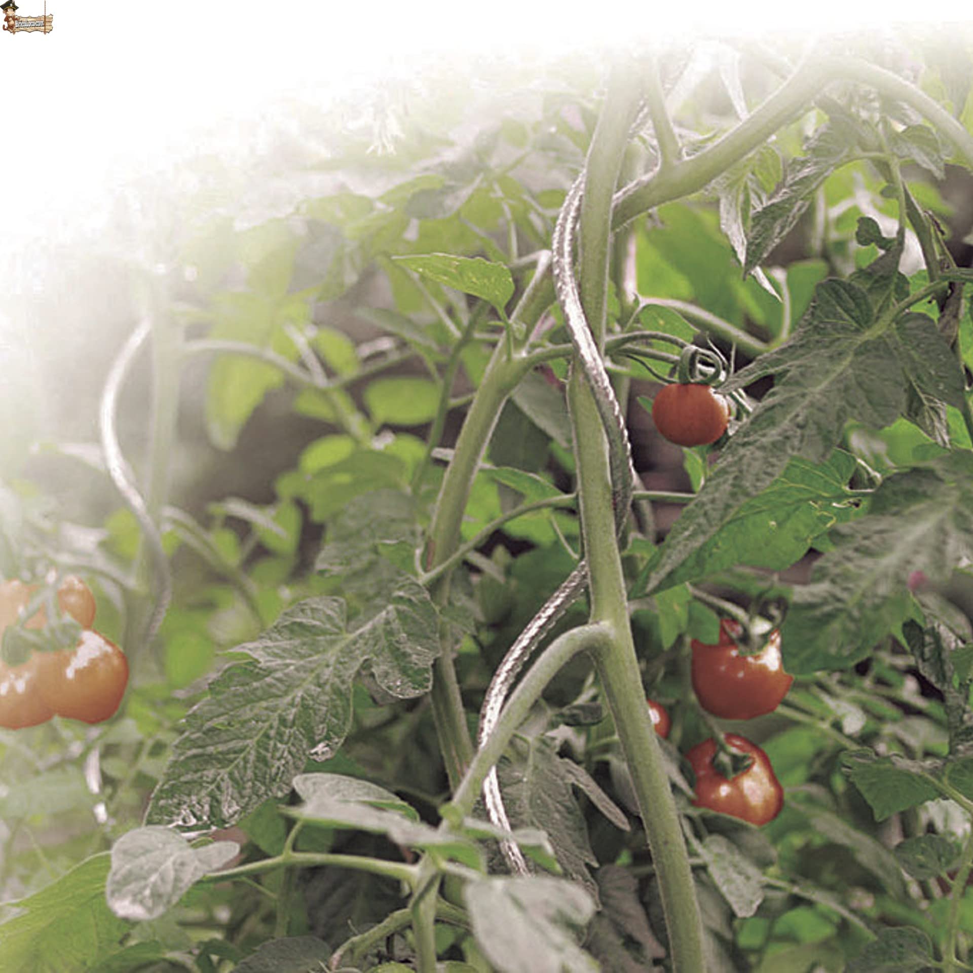BricoLoco.com 8 uds. Tutor caña Espiral Soporte Plantas. Varilla Especial para entutorar Tomates, tomateras, trepadoras. Maceta o huerto. 1,80 Metros de Altura. (8)