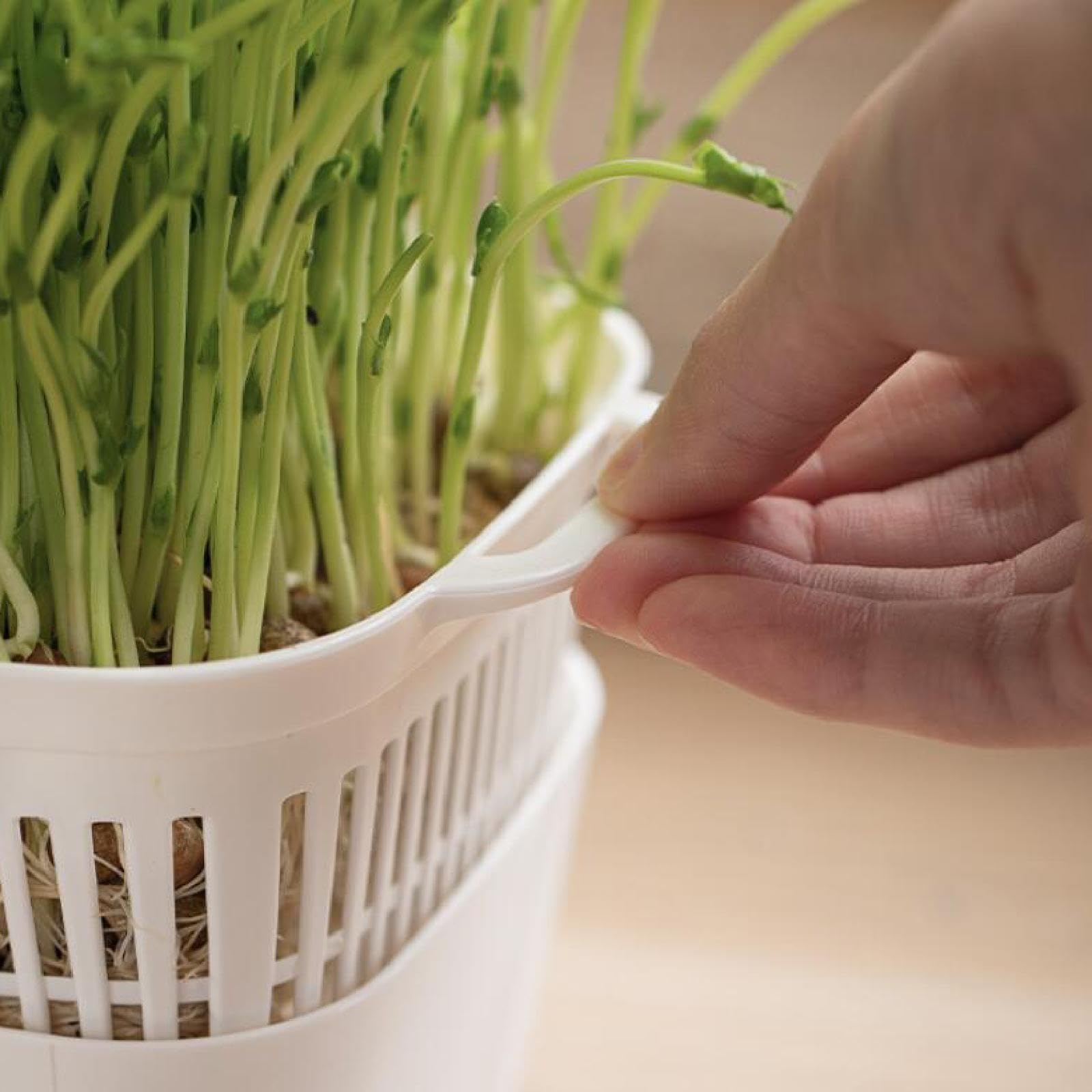 ATORSE® Sprouting Tray White Basket Convenient Sprout Dish for Garden Indoor Kitchen-image-3