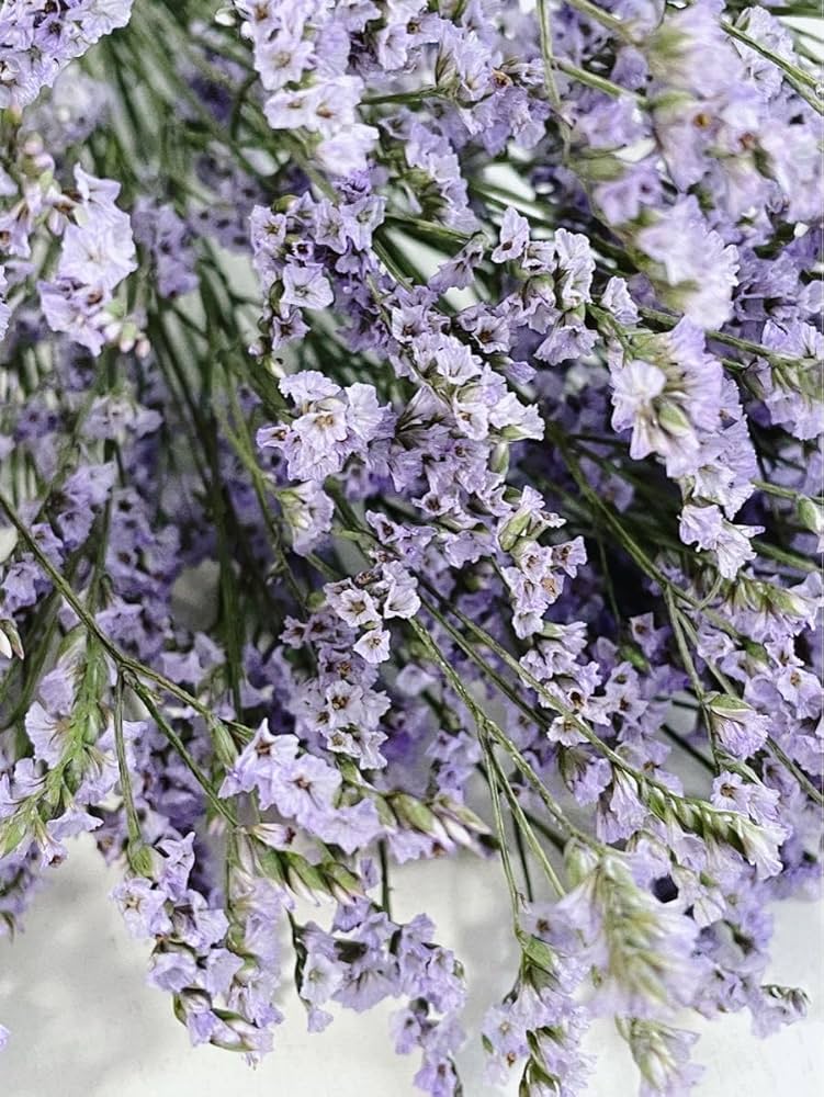 Amazon | ハイブリッドスターチスドライフラワー ラベンダー色