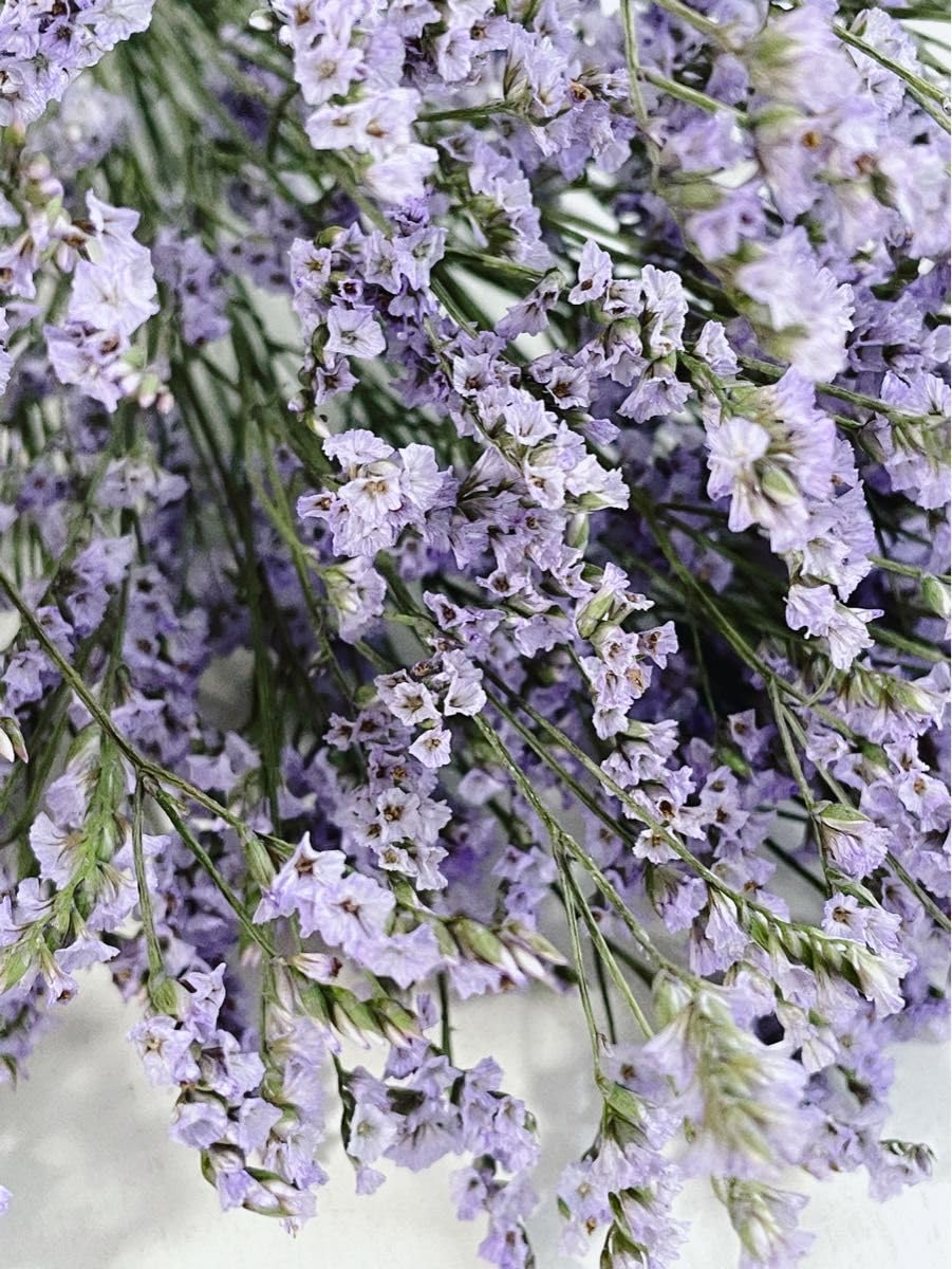 ミシャ　　ラベンダードライフラワー　1300本 Amazon.co.jp: Uieke ドライラベンダー束 天然乾燥ラベンダー