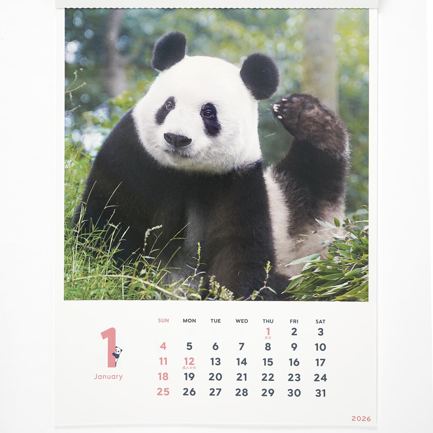 2026年 パンダ壁掛けカレンダー 2026Calendar 壁掛けカレンダー2026年 パンダ シャンシャン パンダ川柳
