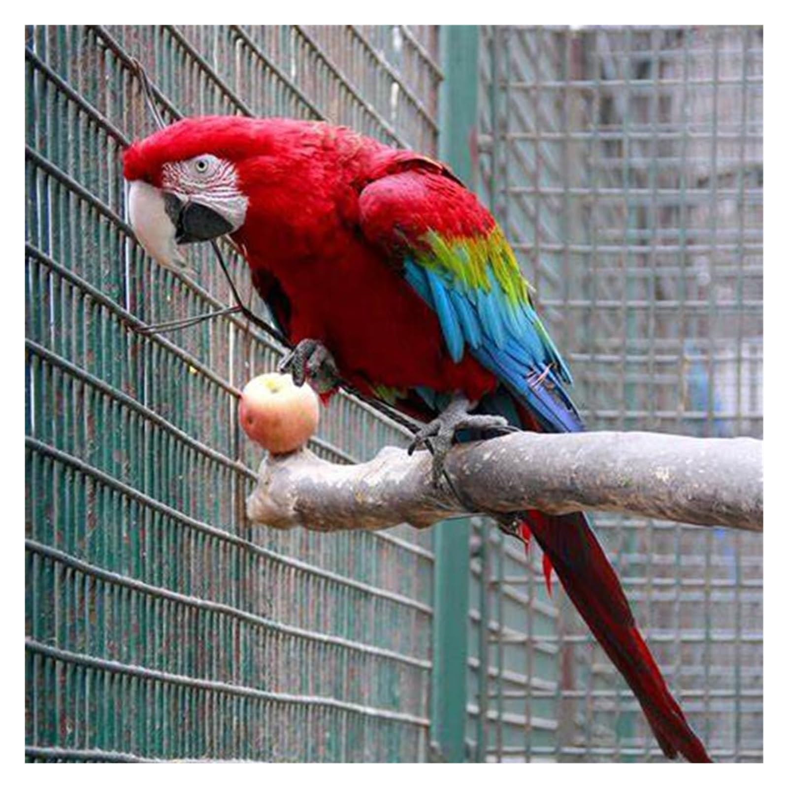 Anillas de aluminio para patas de aves, Bandas for patas de identificación de pájaros numeradas de aluminio multicolor de 4 a 8 mm, paquete de 200 unidades(Mixed Colors8.0mm,200pc)
