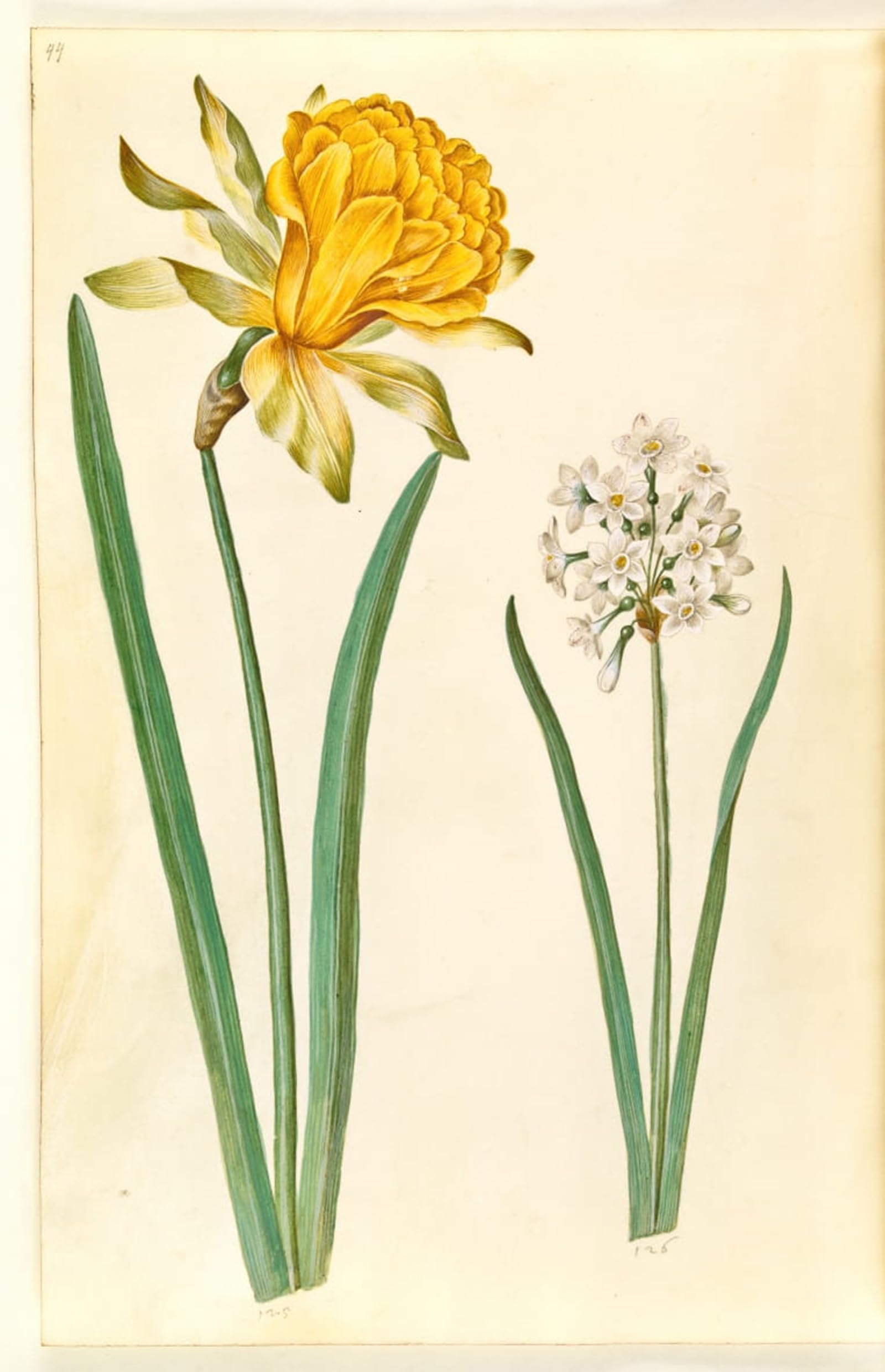 SERENDIPITP Abstract Painting Mural Print Picture Wall Decor Painting Narcissus Pseudonarcissus Narcissus Tazetta by Hans Simon Holtzbecker Vintage Wall Artwork for Home Decor 60x90cm