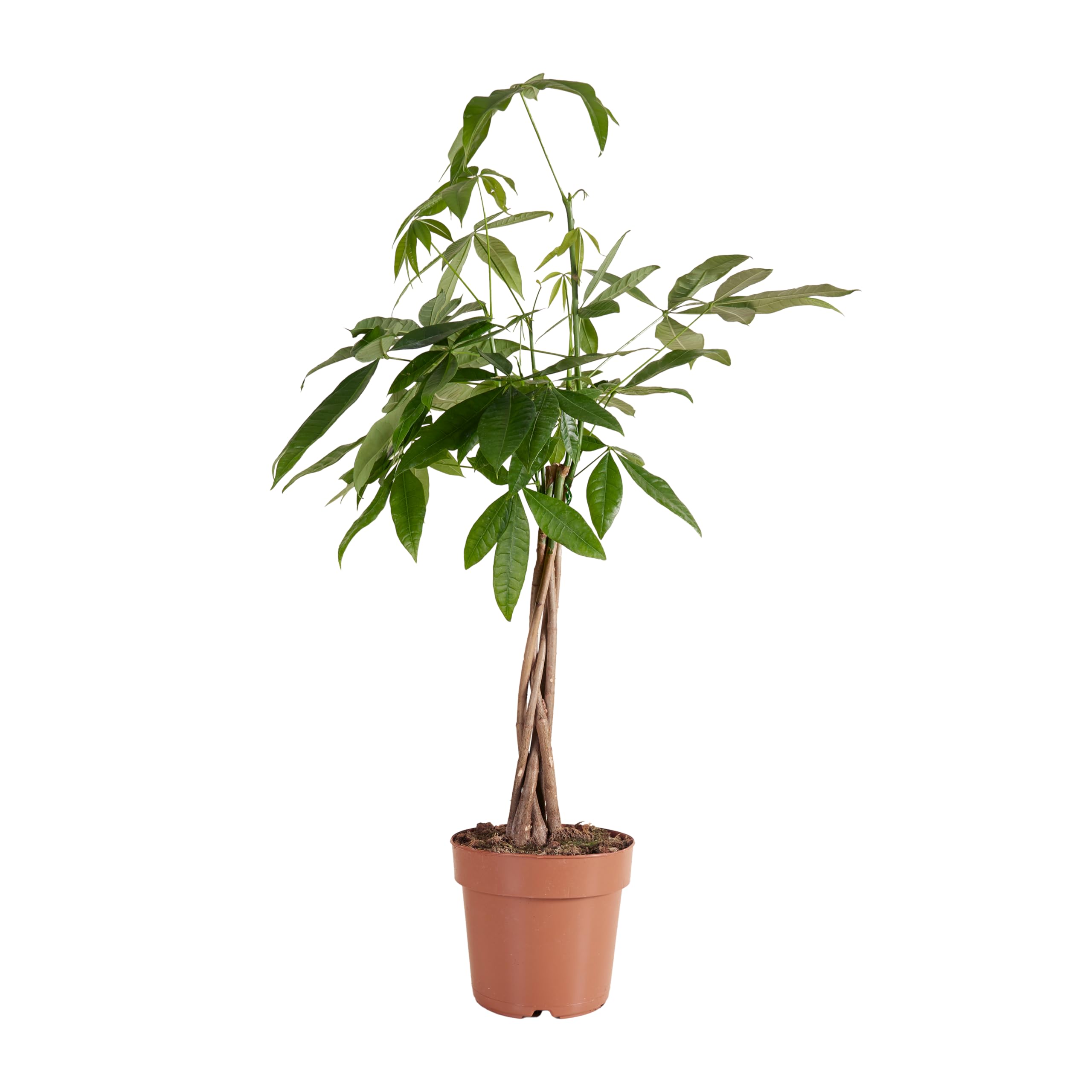 Pachira Aquatica Glckskastanie - Echte Zimmerpflanze 70cm Hoch Im 17cm  Topf - Geflochtener Stamm - Nachhaltig Verpackt Direkt Aus Der Grtnerei  Pachira Baum