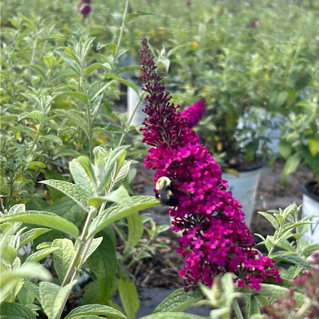 Miss Molly Butterfly Bush, 3 Gallon
