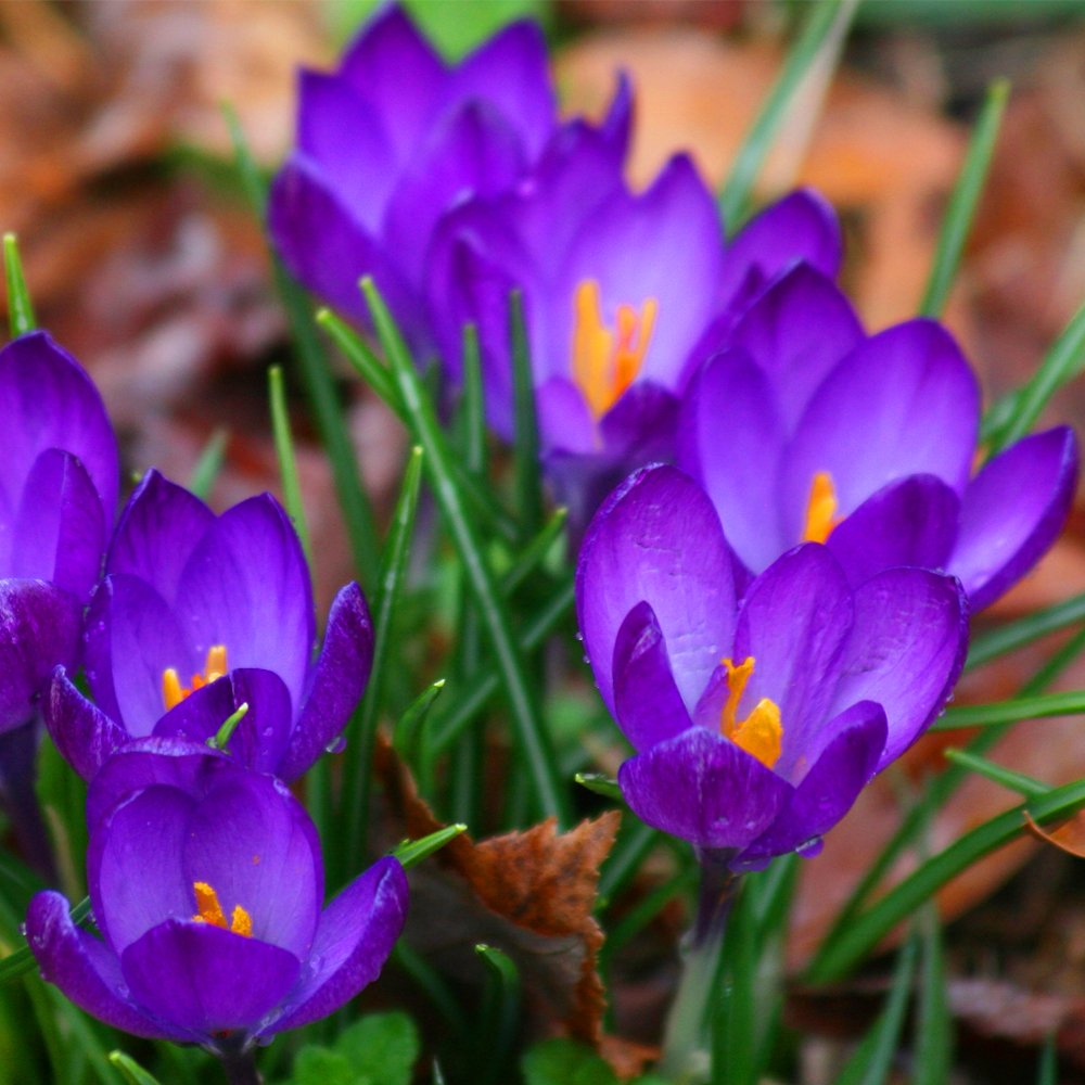 Gardeners Dream Elfenkrokus Zwiebeln Tommasinianus 'Ruby Giant' (500 Stk.) - Krokusse Blumenzwiebeln Mehrjährig Winterhart - Krokus Zwiebeln zum Pflanzen - Pflanzen Garten Frühblüher Zwiebeln