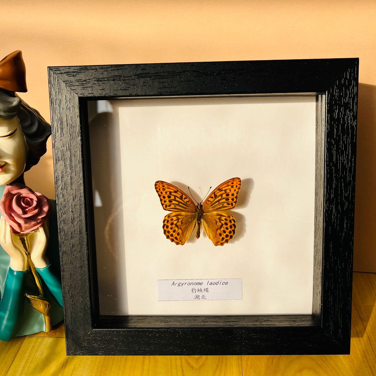 Taxidermy Mounted In Frame,Exquisite Butterflies Insect Specimen,Collection Of Butterfly,Unique Home Decor Wall Decoration Gift For Christmas Valentine Birthday,Real Butterfly Specimens17.6*17.6cm