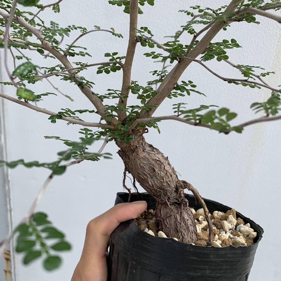 Amazon.co.jp: オペルクリカリア デカリー operculicarya