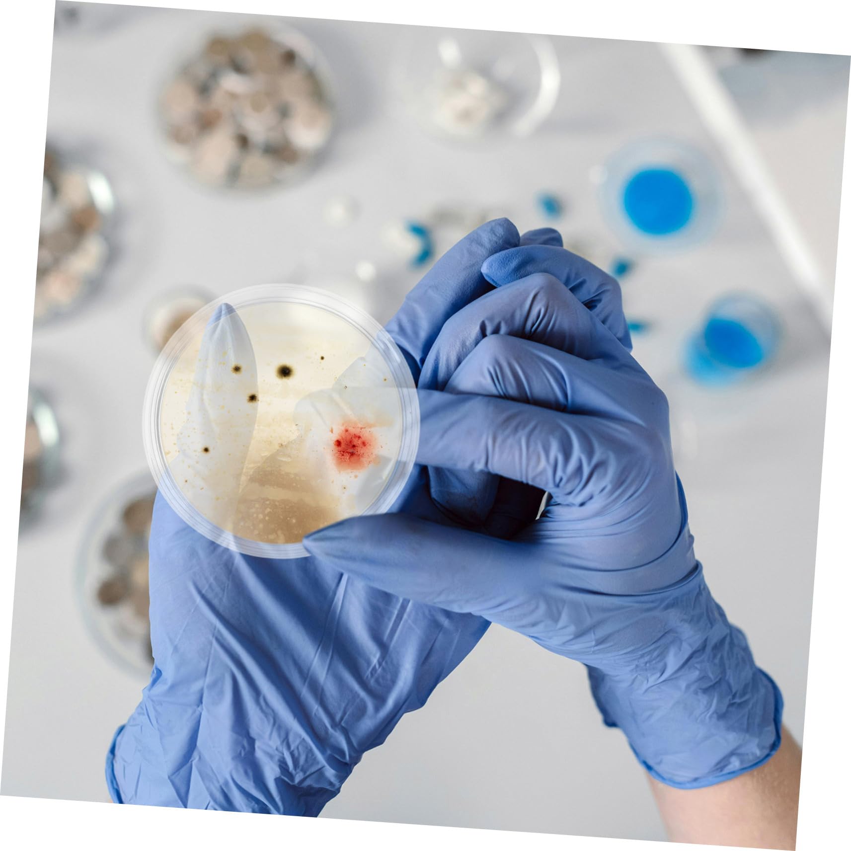 Gatuida 10stücke Petrischale Glas Labor mit Deckel Mikrobiologisches Werkzeug für Kultur Nährmedium Agar Platte für Wissenschaftsprojekte und Experimente