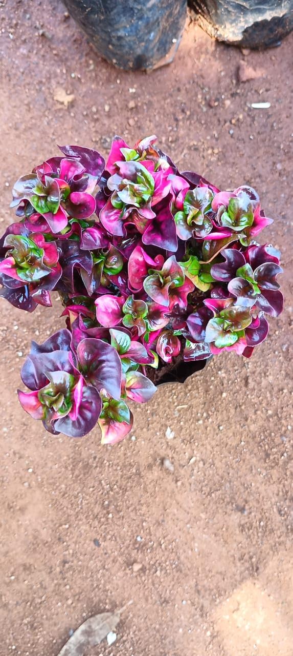 See full amazon price history chart for Anuraj farms Alternanthera Brazilian Red Live Plant Anuraj farms Alternanthera Brazilian Red Live Plant (B0CKFBDFG4) Amazon Price History, Amazon Price Tracker