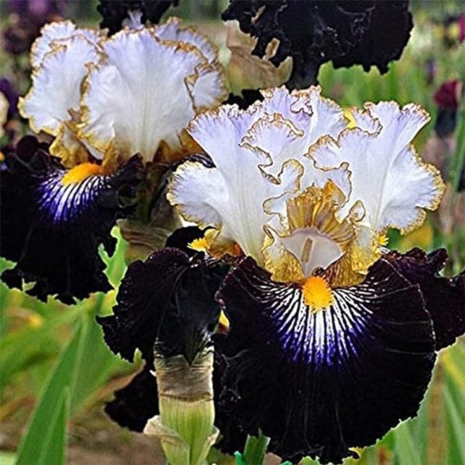 Iris Bulbs for Planting Now UK Ornamental Perennial Excellent Display Natural Organic Easy Plant Hard Greening Flower Good for Containers Unique.-3Bulbs-N