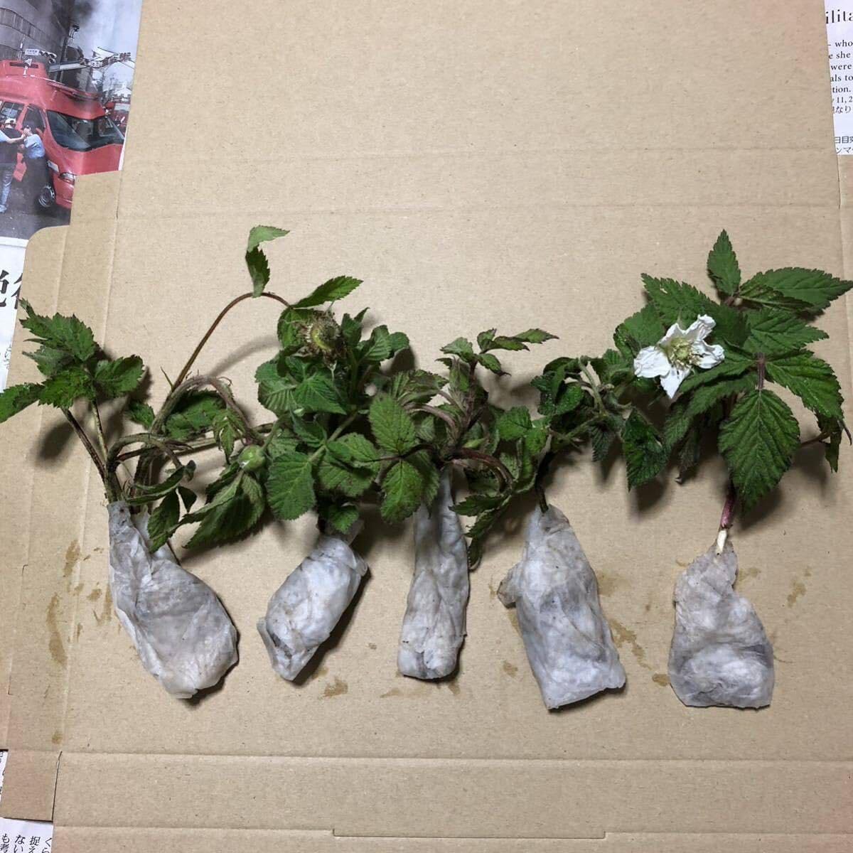 Amazon.co.jp: 木苺苗木1株 美味しい木いちご苗 草苺の抜き苗