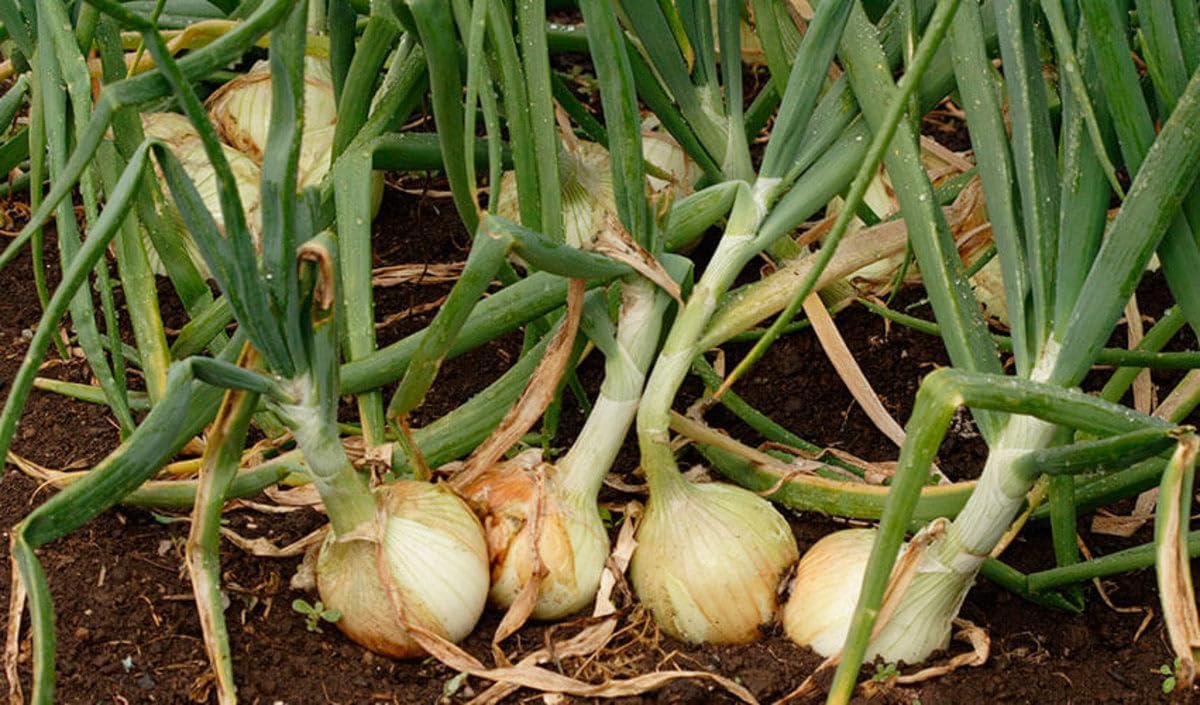 TomorrowSeeds - Yellow Stuttgarter Onion Sets (Bulbs) Seeds - 4 Pounds - Variable Set Sizes - for 2026 Planting Sweet Excellent Storage Noon Intermediate Day Neutral Gardening Onions Grow Your Own