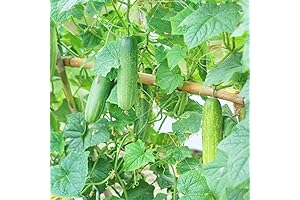 4 Inches Live Cucumber Plants: 2 Green Cucumber Plants for Garden