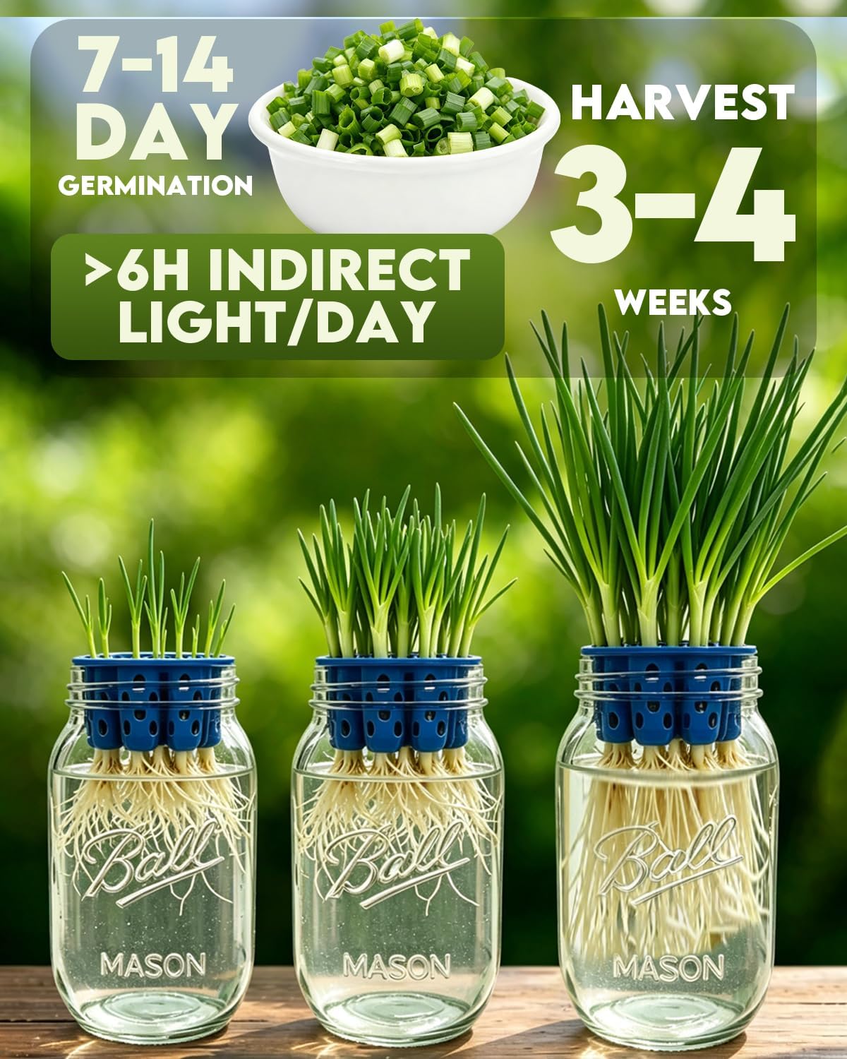 Seed Sprouting Jar Kit & Green Onion Regrower – 6 Regular Mouth Mason Jars with Stainless Steel Sprout Lids, Stand, Drain Tray & Blackout Sleeves – Grow Broccoli, Alfalfa, Mung Beans & Microgreens