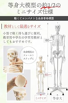 Amazon.co.jp: 【国際規格認証品】ミニ 人体模型 85cm 神経根 Amazon.co.jp: 【国際規格認証品】ミニ 人体模型 85cm 神経根