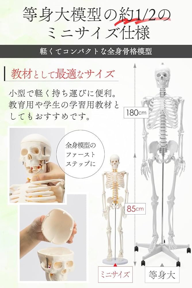 Amazon.co.jp: 【国際規格認証品】ミニ 人体模型 85cm 神経根
