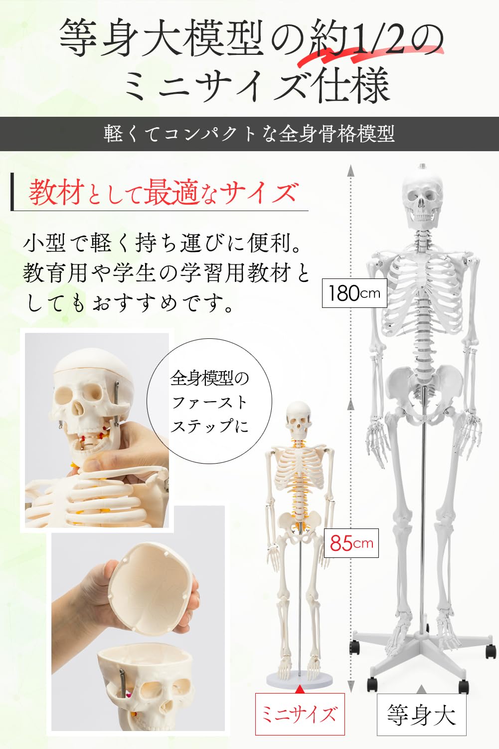 Amazon.co.jp: 【国際規格認証品】ミニ 人体模型 85cm 神経根