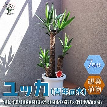 71tZF76DjXL._AC_UF350,