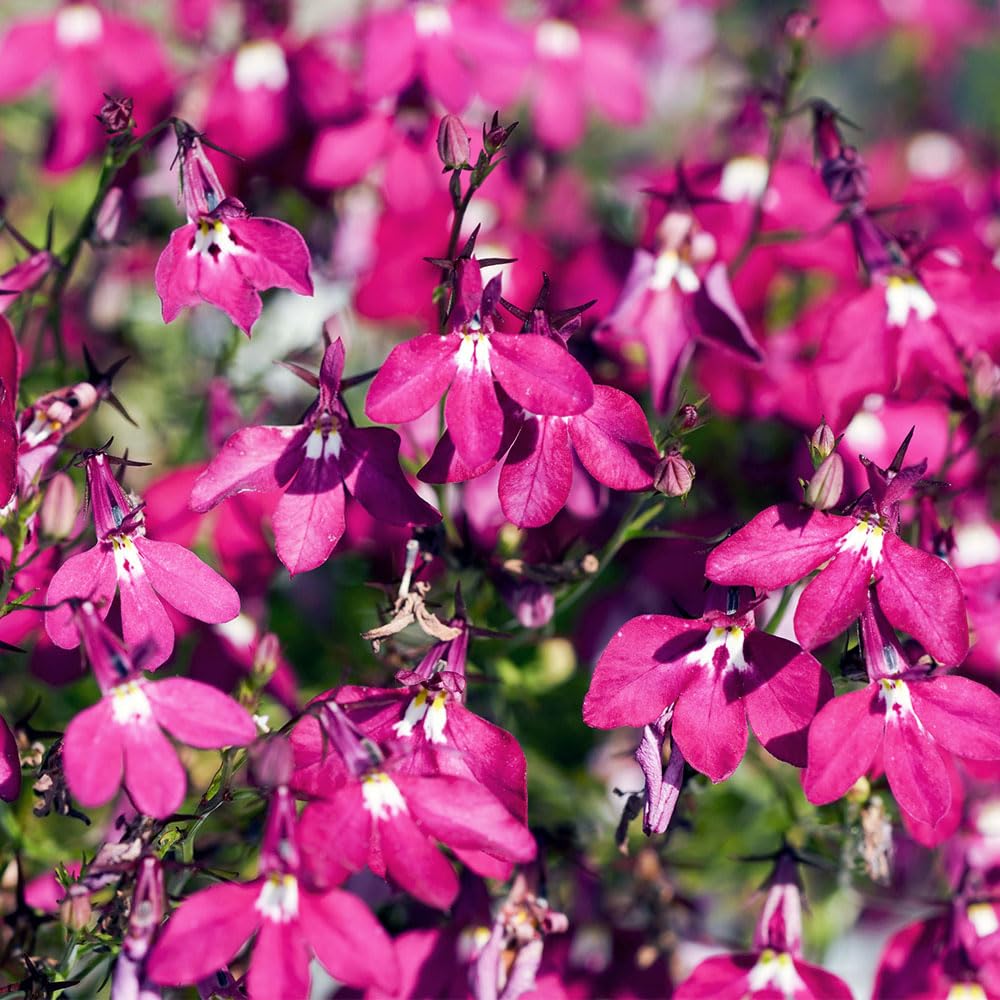 Lobelia Red Cascade Seeds – A Contrasting Colour for Baskets and Containers – RHS Award of Garden Merit – Half Hardy Annual – for Your Beautiful Garden