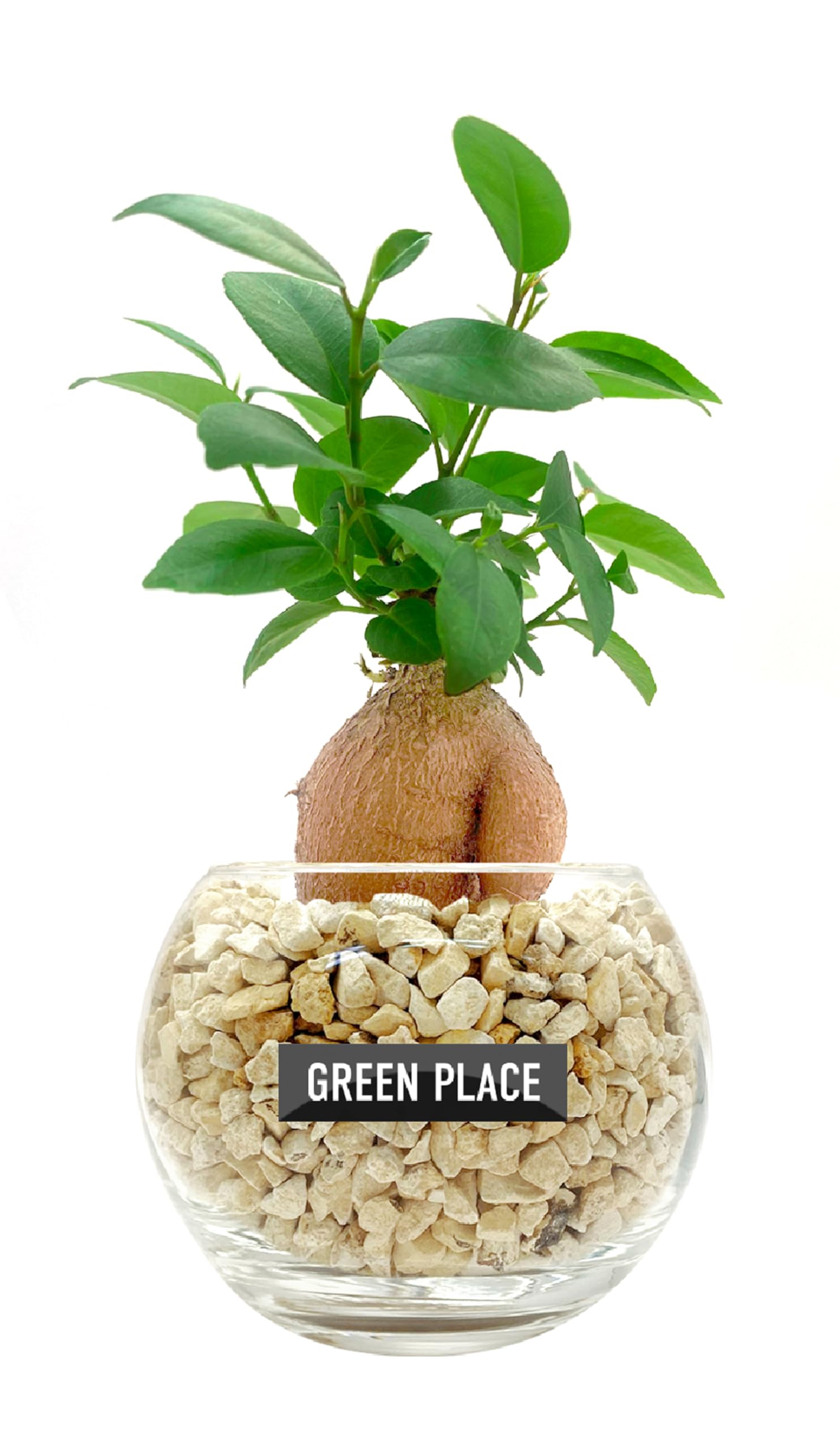 ガジュマル ミニ 観葉植物 本物 ギフト ゼオライト バルーン鉢a Amazon｜GREEN PLACE ガジュマル ミニ 観葉植物 本物 ギフト 【鉢
