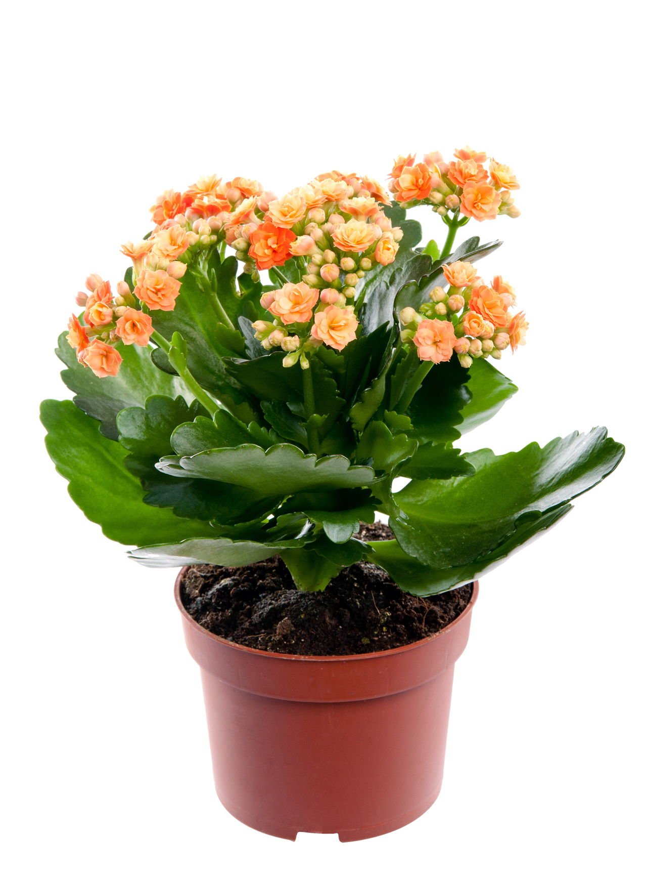 Blhende Pflanze Ornament calandiva niederlndischen Orange in Vase 15 cm H  35 cm * Pflanze echtem * : Amazon.de: Garten