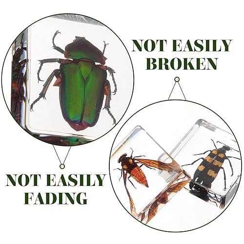 Miniatura 4 de Decoración de escritorio de trabajo, 6 piezas en colección de espécimen de resina, pisapapeles, espécimen de resina de arácnido, preservado en