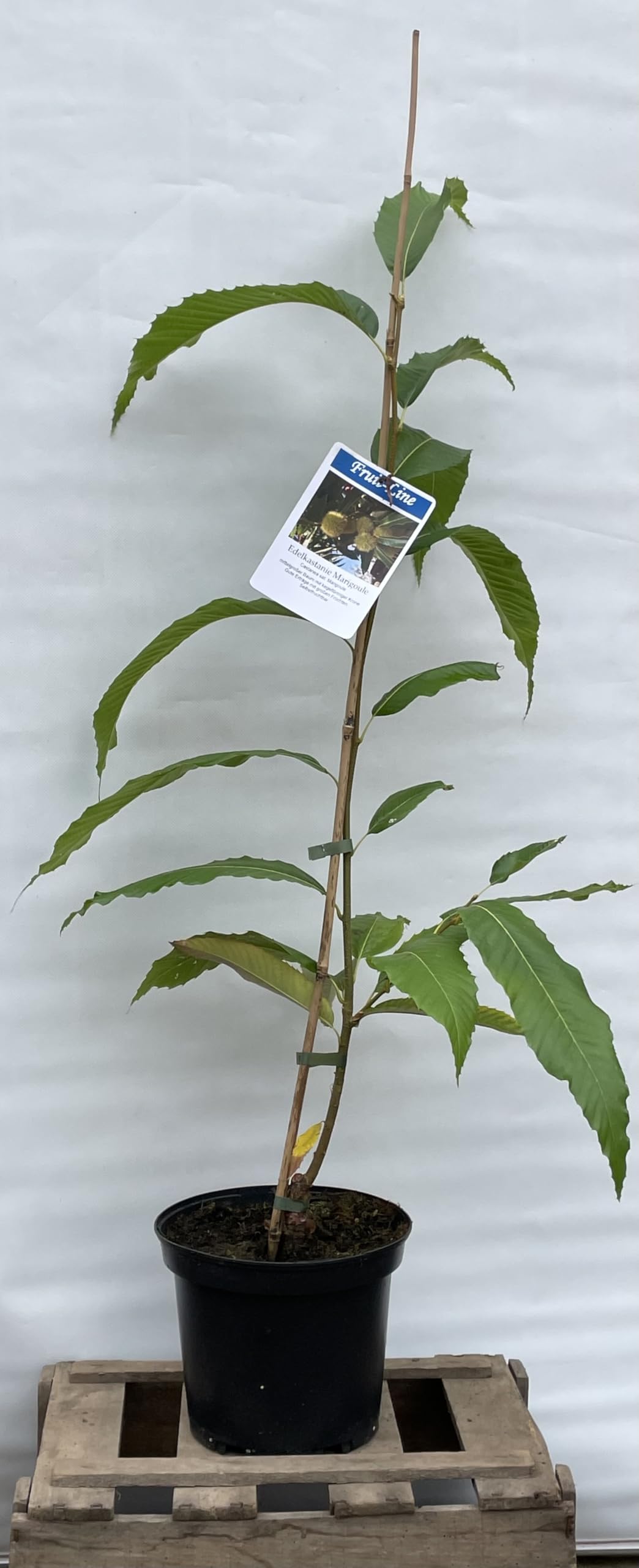 Esskastanie Marigoule, Edelkastanie, veredelt, selbstfruchtbar, 40-60cm hoch, 5 Liter Topf