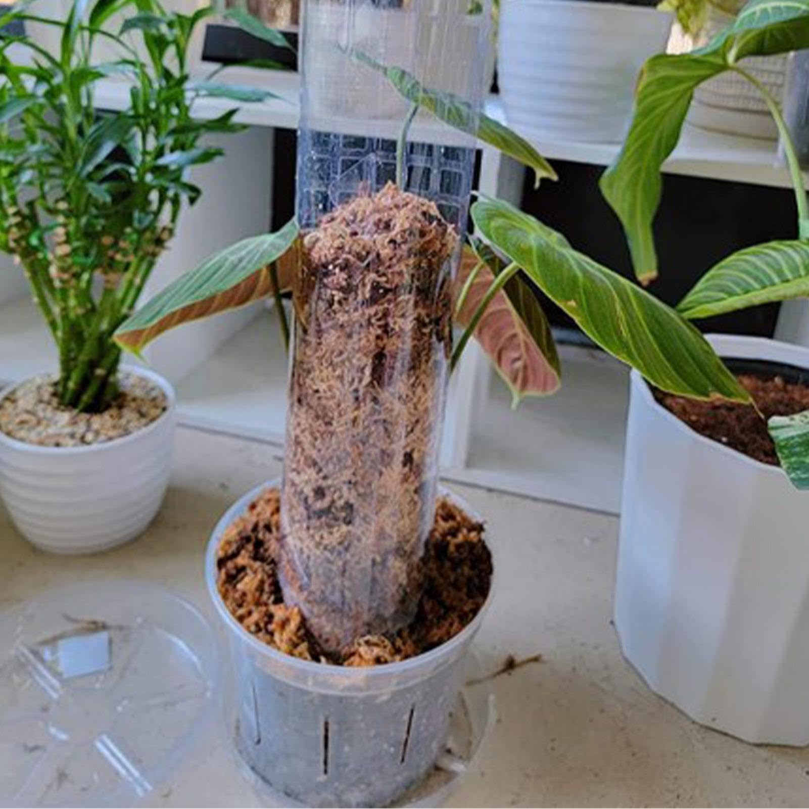 モスポール　水苔入り済 生産プロの秘訣　植物用上り棒180本まとめ29cmサイズ モスポール（モンスターポール）水苔入れアロイドを登らす棒