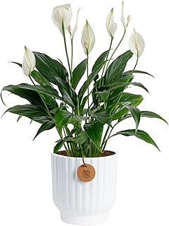 Costa Farms Peace Lily Live Plant in Decorative Pot, Air Purifying Flowe...