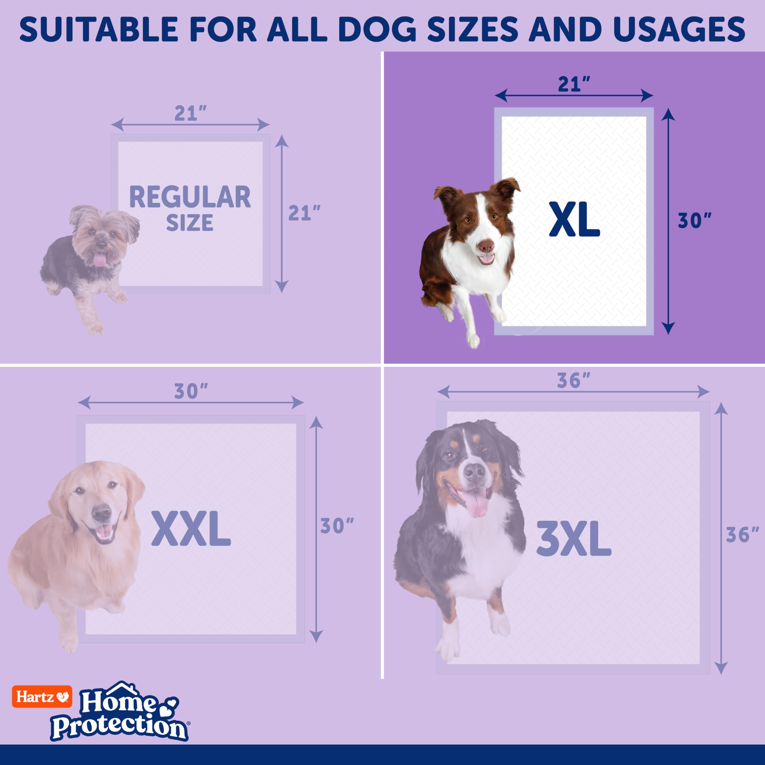 Hartz Home Protection - Almohadillas para perros con aroma a lavanda, XL 60 unidades, súper absorbentes y no gotean, eliminan olores