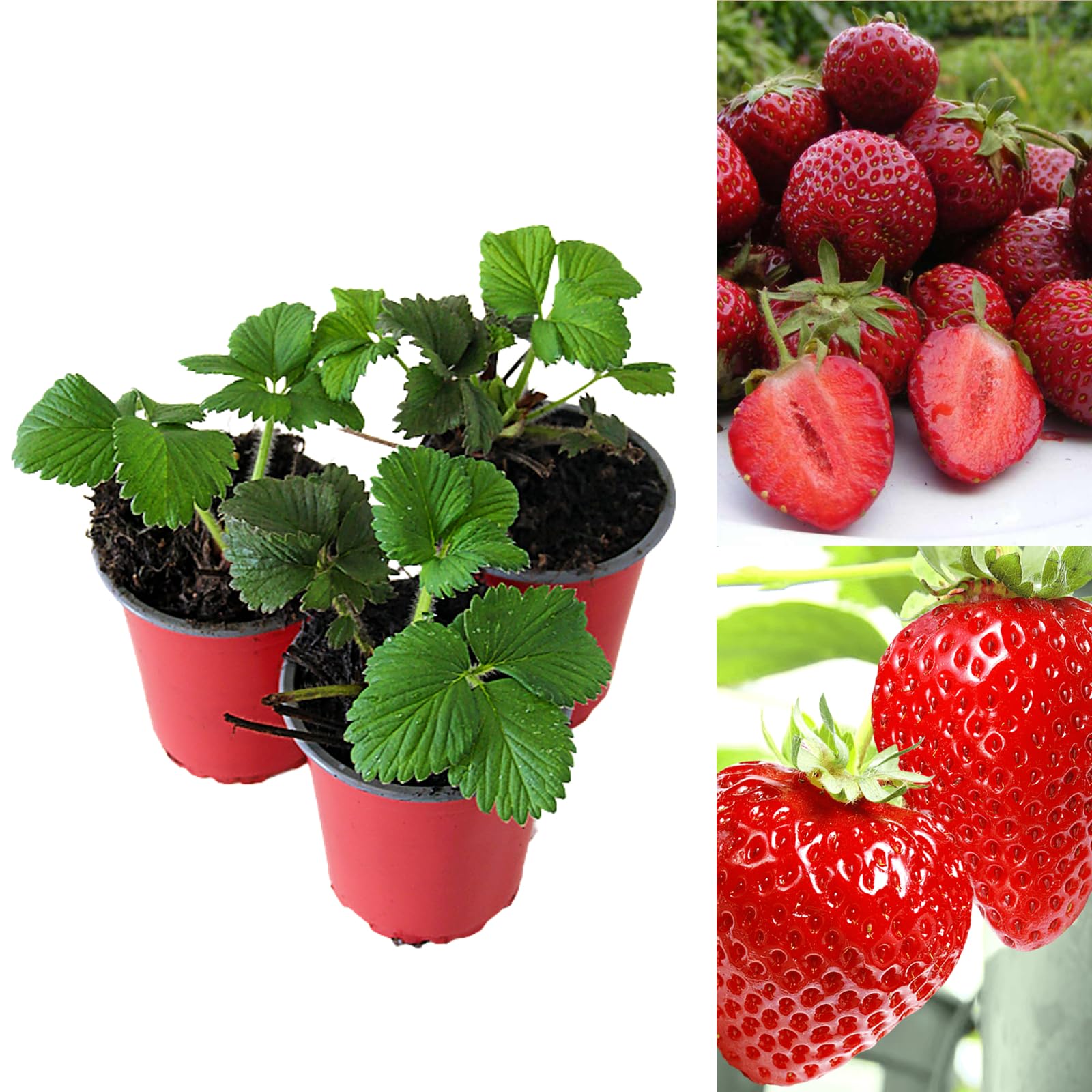 Carbeth Plants - Strawberry Honeoye Fruit Plants - Hardy Garden Bushes in 9cm Pots - Grow Your Own (3)