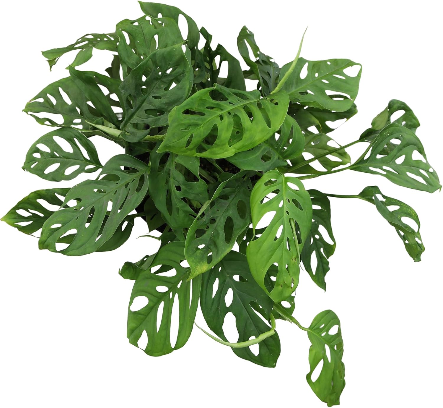 Altman Plants Swiss Cheese Plant Decor (Monstera Adansonii) in 6 Inch White Plastic Planter, Easy Plant & Desk Plant, Monstera Plant Live Plant Gift, Air Purifying Plants in Indoor Potting Soil Mix