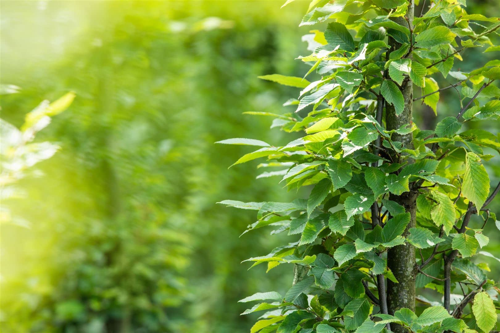 Carpinus betulus roślina żywopłotowa, roślina z korzeniami, mrozoodporna, niemiecka jakość szkółki, mocne rośliny, tolerowana przez cięcie, łatwa w utrzymaniu